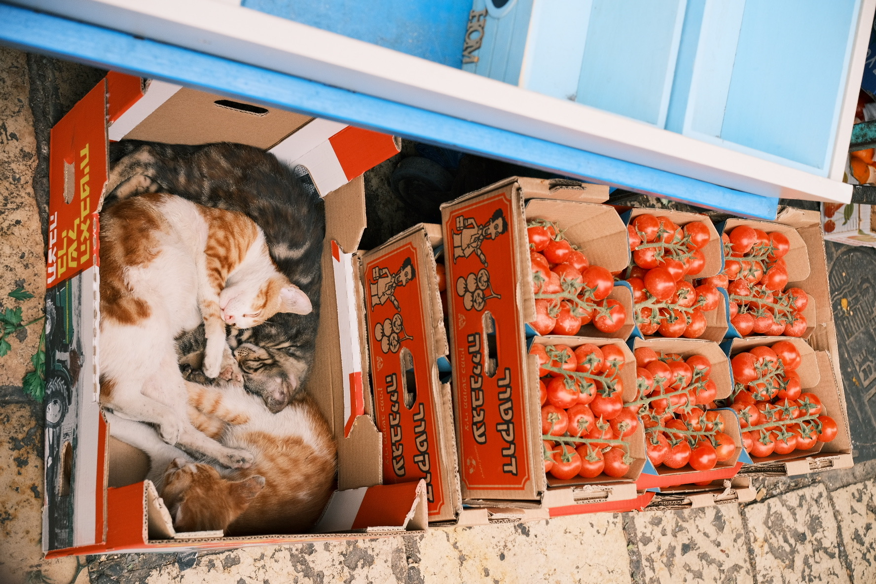 Cats curled up in a box of tomatoes